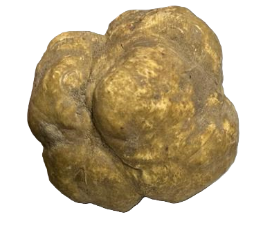 Tuber - Weiße Trüffel (Tuber magnatum pico) in Gramm (Verkaufsgewicht) 