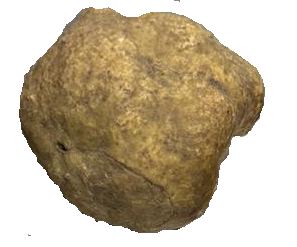 Tuber - Weiße Trüffel (Tuber magnatum pico) in Gramm (Verkaufsgewicht) 