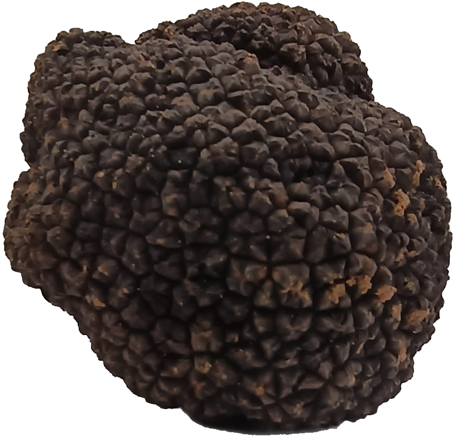 Tuber - Herbsttrüffel (Tuber uncinatum) in Gramm (Verkaufsgewicht)
